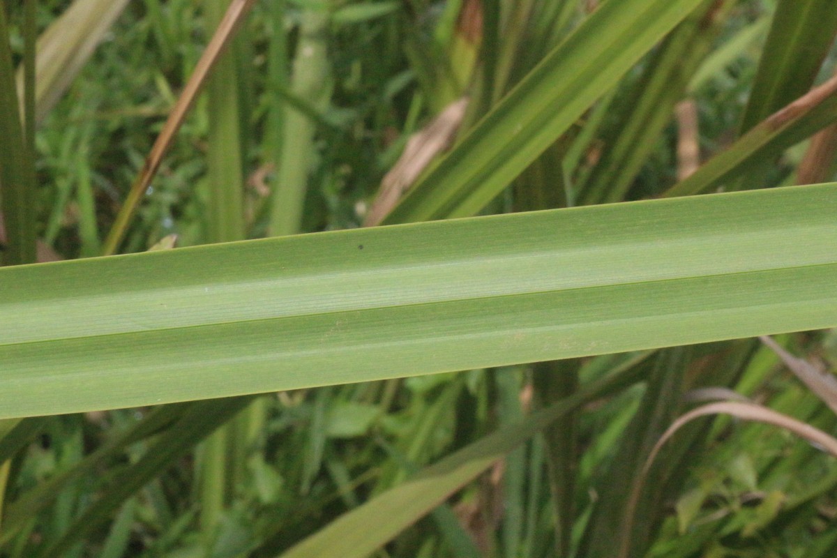 Scleria poiformis Retz.